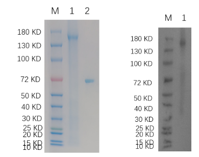 Reducing 4%-20% SDS-PAGE (CBB stained) and WB (Anti-His Mouse Mon centigradelonal antibody) analysis profiles of purified MEGF6.
1. MEGF6: 1 μg
2. BSA: 1 μg